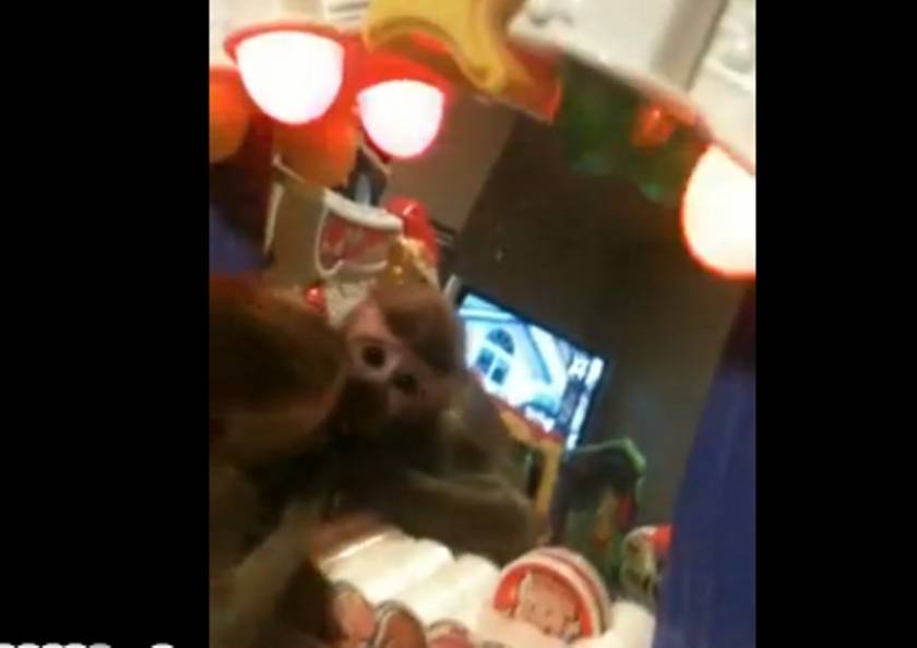 Βίντεο: Πως αντέδρασε μία μαϊμού βλέποντας τον εαυτό της στον καθρέφτη