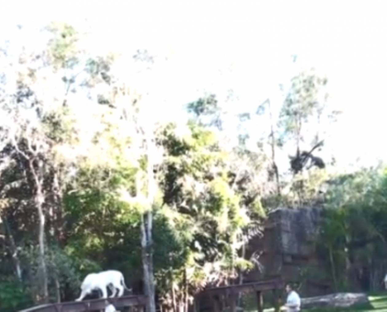 Βίντεο: Δείτε τα εντυπωσιακά άλματα μίας λευκής τίγρης!