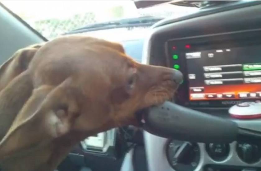Βίντεο: Δείτε έναν σκύλο να οδηγεί!
