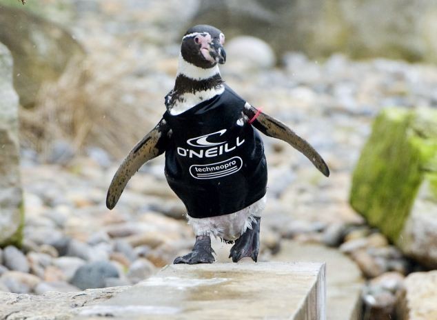 Ο πιγκουίνος που φόρεσε στολή κατάδυσης (pics) 