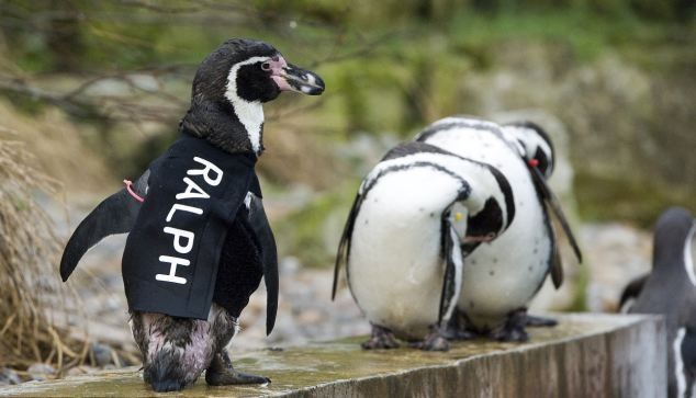 Ο πιγκουίνος που φόρεσε στολή κατάδυσης (pics) 