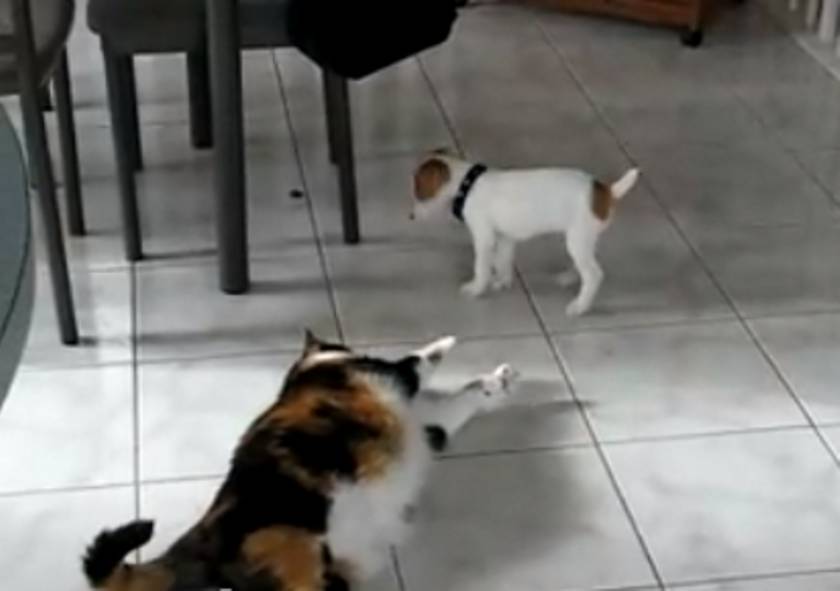 Bίντεο: Παρακολουθήστε τη μάχη ενός κουταβιού με μία τεράστια γάτα