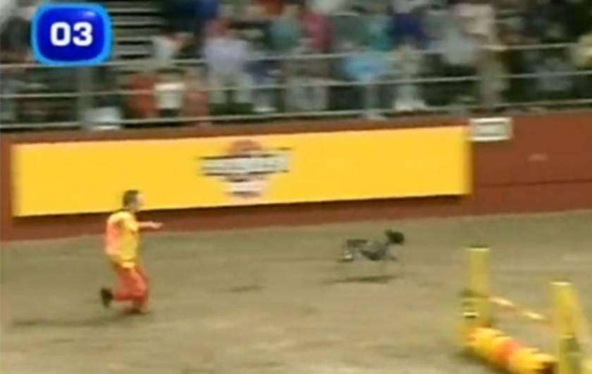 Bίντεο: Μπορεί και να είναι ο πιο γρήγορος σκύλος στον κόσμο!