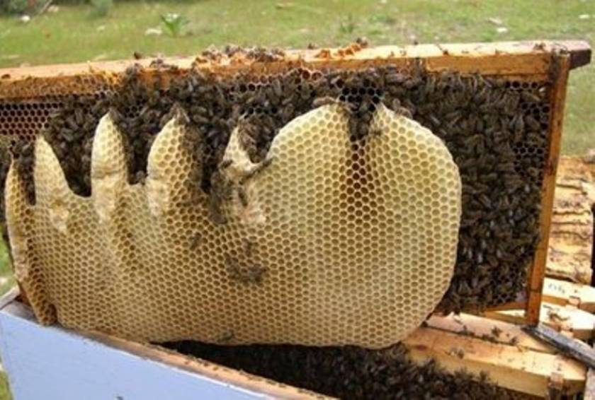 Ασχολούνταν με τη μελισσοκομία... κλέβοντας κυψέλες