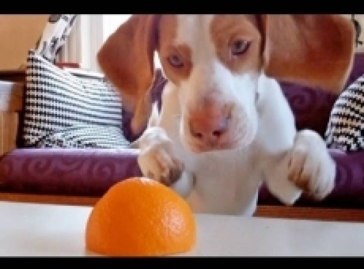 Δείτε: «Σπάει τα ταμεία» ο σκύλος με το πορτοκάλι στο youtube (βίντεο)