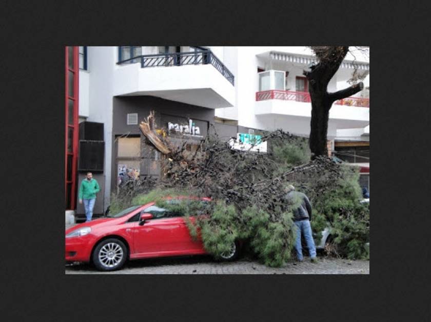 Δέντρο έπεσε και καταπλάκωσε οχήματα στην Ξάνθη!
