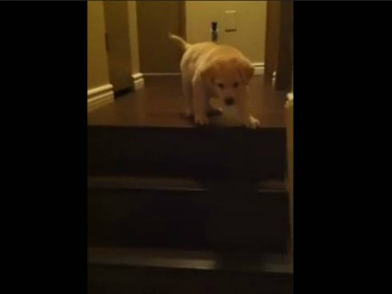 Εκπληκτικό βίντεο: Σκύλος μαθαίνει σε κουτάβι να κατεβαίνει τα σκαλιά