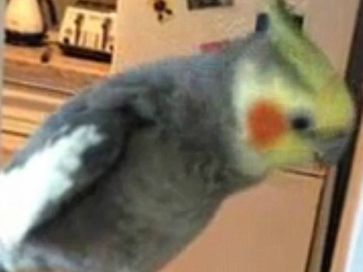 Βίντεο: Το πουλί που έχει τρελάνει το youtube!