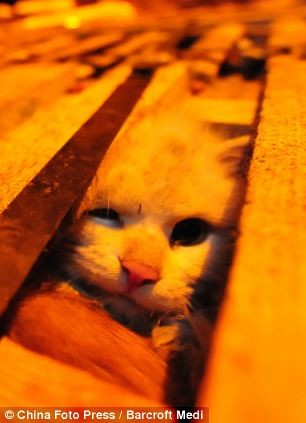 ΣΟΚ: Σώθηκαν 1000 γάτες που προορίζονταν για... φαγητό στην Κίνα
