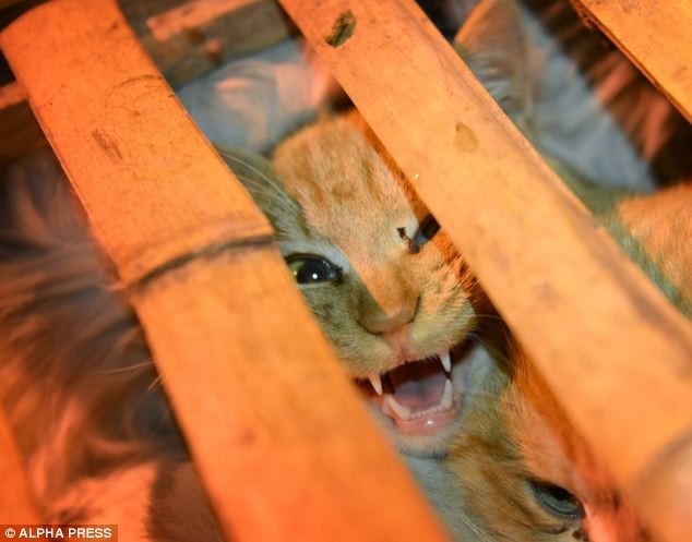 ΣΟΚ: Σώθηκαν 1000 γάτες που προορίζονταν για... φαγητό στην Κίνα