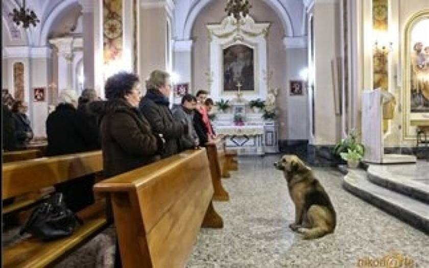 Σκύλος περιμένει κάθε μέρα στην εκκλησία τη νεκρή ιδιοκτήτριά του