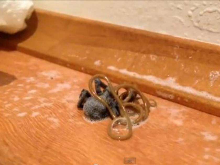 Βίντεο: Σκουλήκι βγαίνει μέσα από νεκρή αράχνη