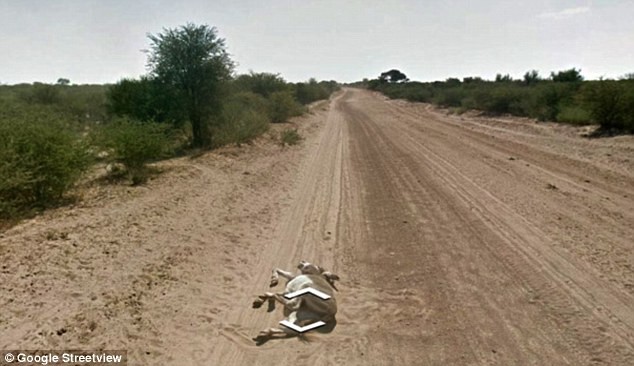 Αυτοκίνητο της Google παρέσυρε και σκότωσε γάιδαρο; (pics)