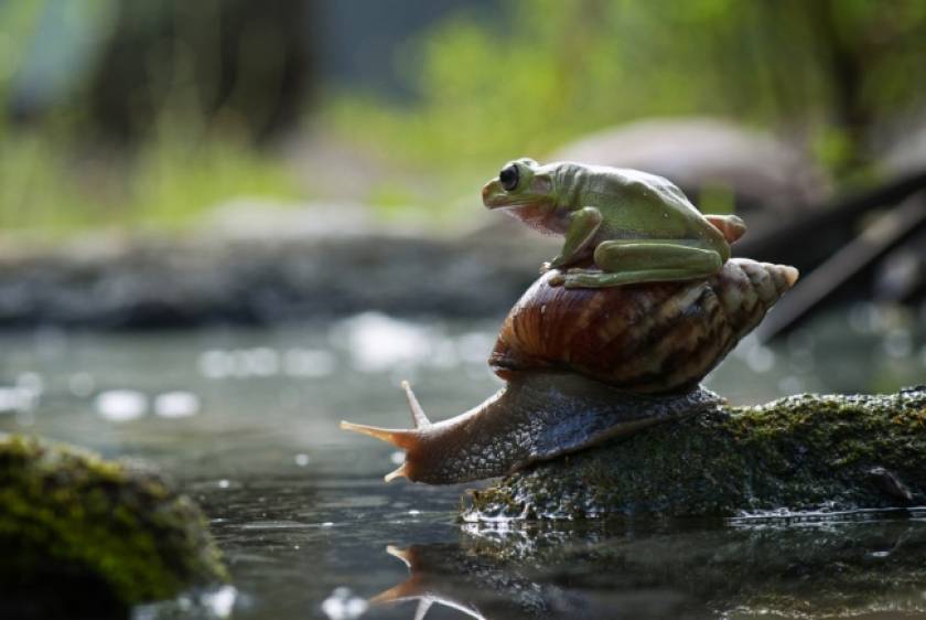 Τεμπέλης βάτραχος… μεταφέρεται από σαλιγκάρι!