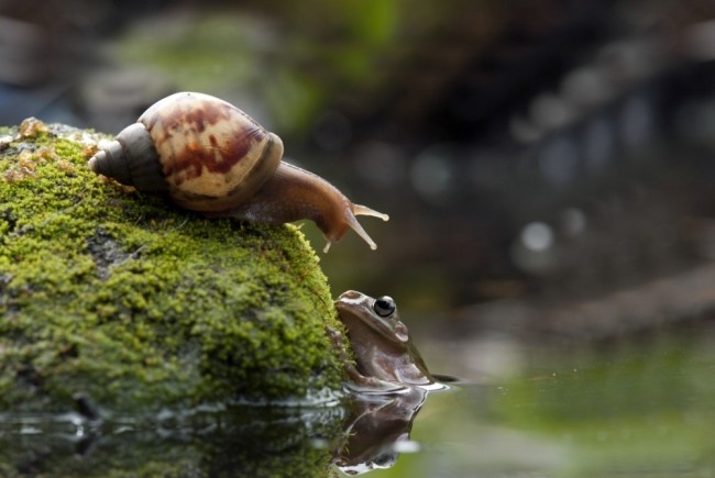 Τεμπέλης βάτραχος… μεταφέρεται από σαλιγκάρι!