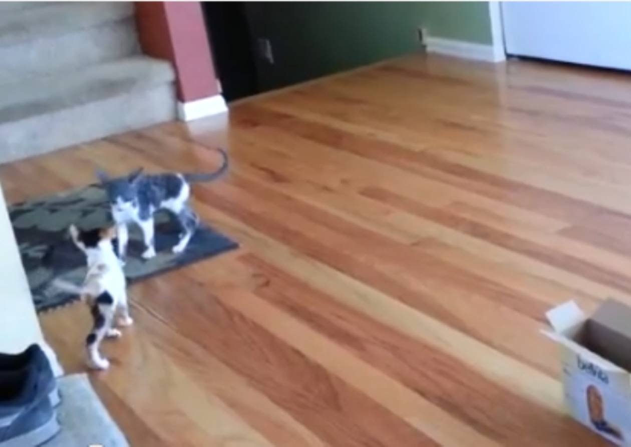 Βίντεο: Δείτε την αποτυχημένη προσπάθεια μίας γάτας στο παρκούρ!