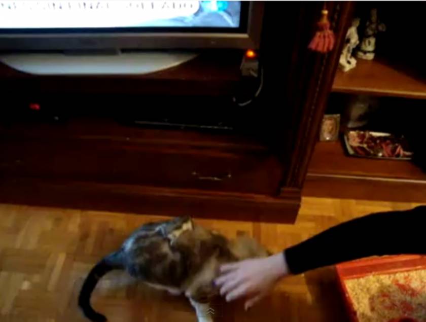 Βίντεο: Ένα χάμστερ στην πλάτη μίας γάτας ...