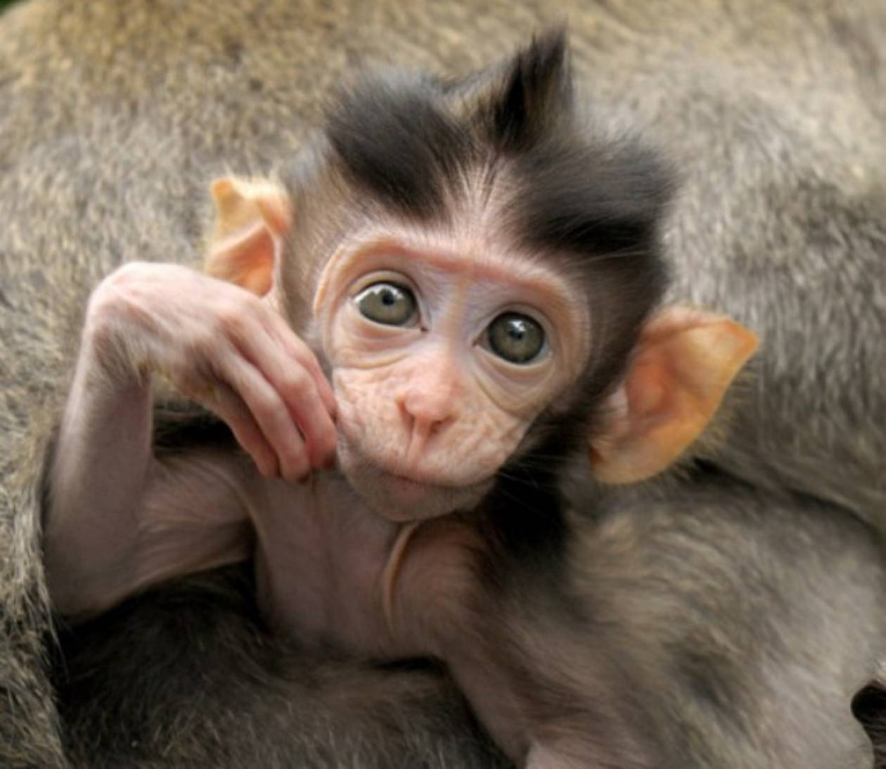Το νεογέννητο πιθηκάκι που κάνει θραύση στα social media(pics)