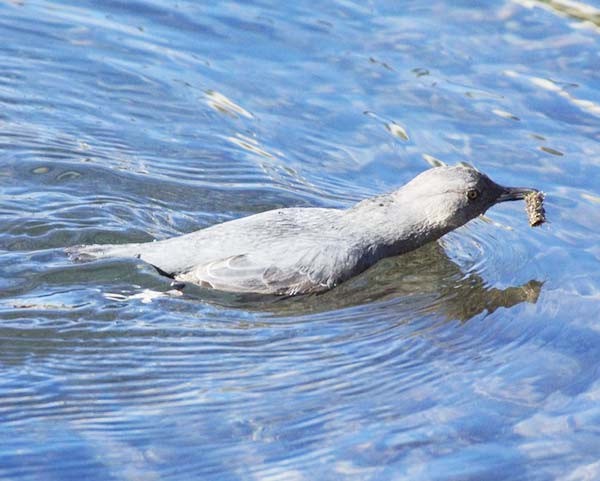 Το πουλί που «πετάει» κάτω από το νερό (pics+video) 