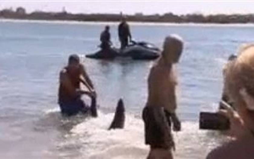Βίντεο: Τράβηξε καρχαρία από την ουρά για να σώσει τα παιδιά!