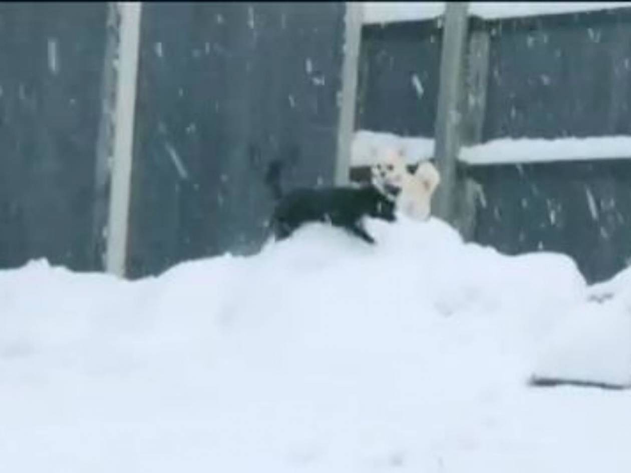Το γλυκό βίντεο της ημέρας: Κουτάβια παίζουν στο χιόνι