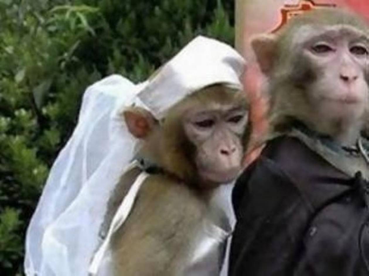 Δείτε πόση ήταν η ταρίφα για τους γάμους «μαϊμού»