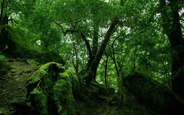 Δείτε το δάσος - λαβύρινθο (pics)