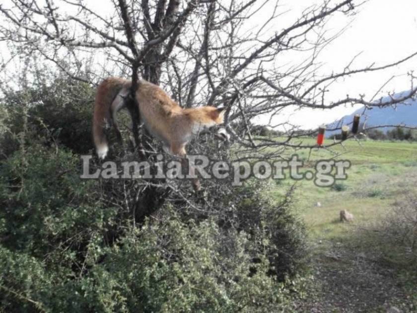 Φρίκη στη Φθιώτιδα: Σκότωσαν και κρέμασαν αλεπού (pic)