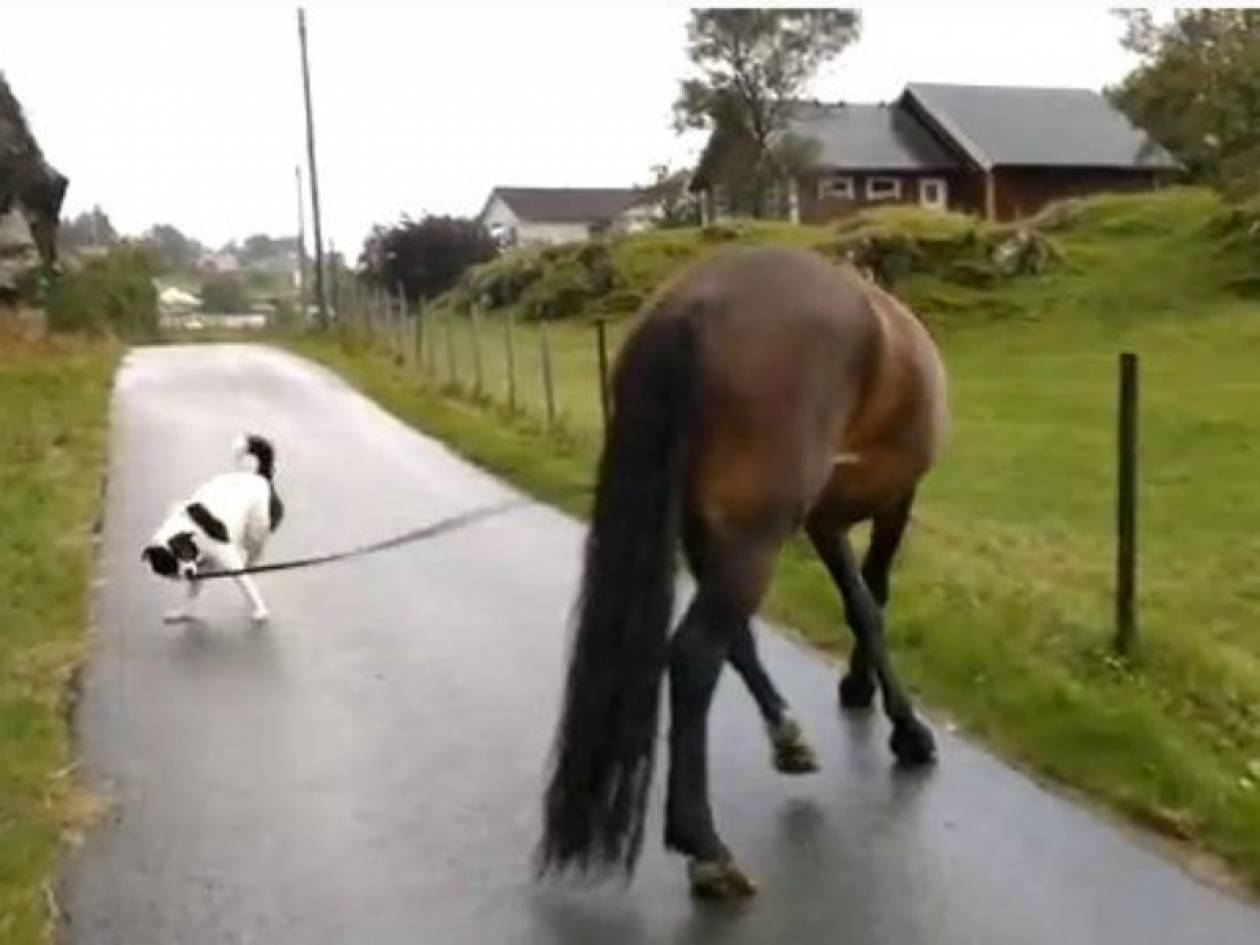 Απίθανο βίντεο: Σκύλος... σέρνει άλογο!