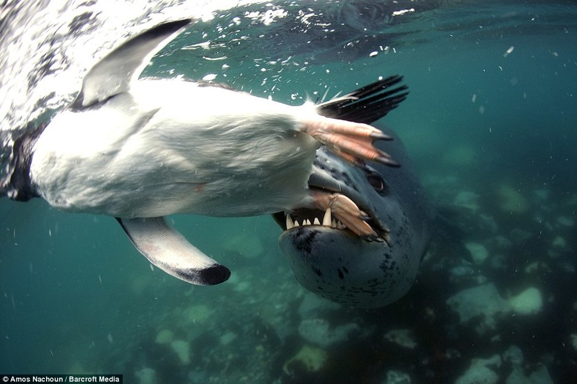 Η στιγμή που μια τεράστια φώκια-λεοπάρδαλη αρπάζει έναν πιγκουίνο