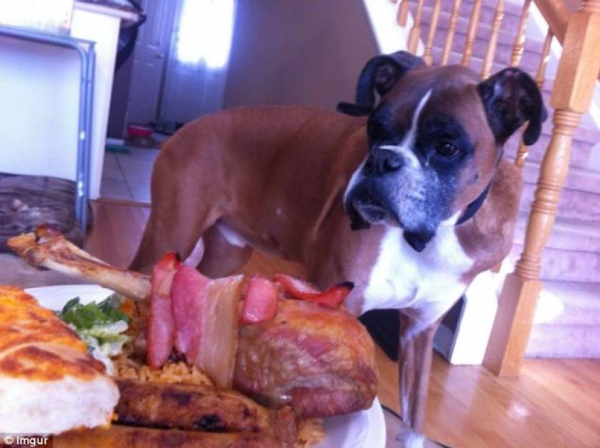 Συγκινητικό: Ετοιμοθάνατος σκύλος απολαμβάνει το τελευταίο γεύμα του