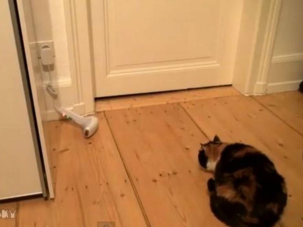 Απίθανο βίντεο: Ο πιο φοβιτσιάρης γάτος του κόσμου