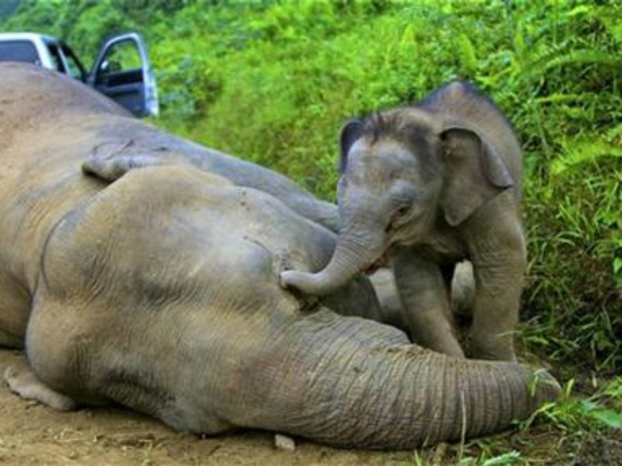 Συγκλονιστικό: Ελεφαντάκι προσπαθεί να ξυπνήσει τη νεκρή μαμά του