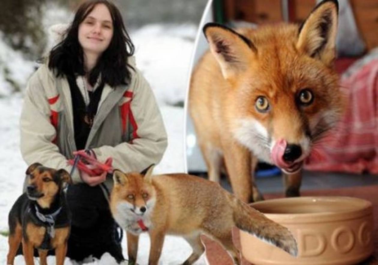 Διαβάστε τη συγκινητική ιστορία της αλεπούς που ζει σαν σκύλος!