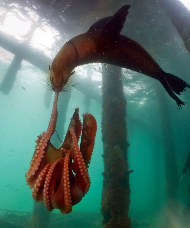 Εντυπωσιακή μάχη στη θάλασσα: Φώκια αρπάζει ένα χταπόδι (pics)