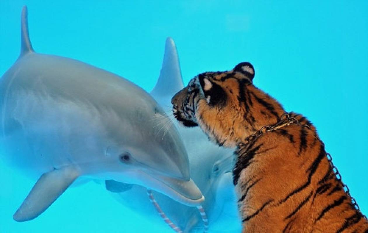 Tίγρης «φιλάει στο στόμα» δελφίνι (pics)