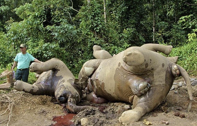 Συγκλονιστικό: Ελεφαντάκι προσπαθεί να «ξυπνήσει» τη νεκρή μητέρα του