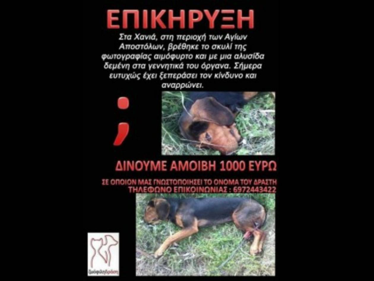Κρήτη: Επικήρυξαν με 1.000 € τον βασανιστή του σκύλου της φωτογραφίας