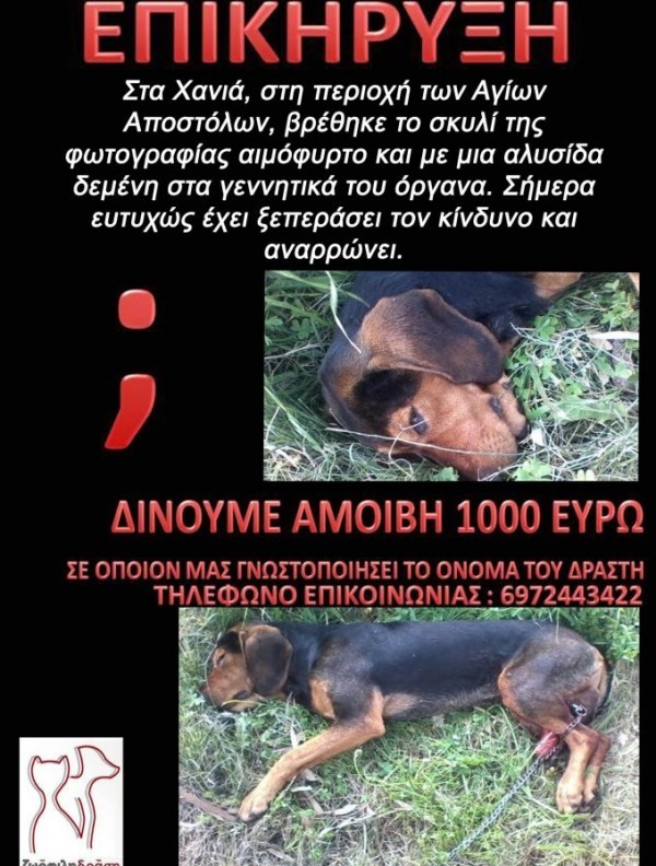Κρήτη: Επικήρυξαν με 1.000 € τον βασανιστή του σκύλου της φωτογραφίας