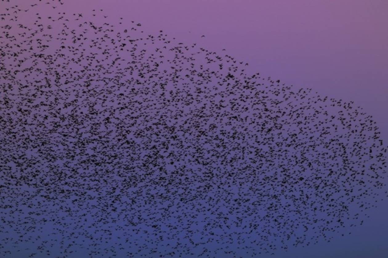 Βίντεο: Σμήνος πουλιών σε απίστευτους σχηματισμούς στον αέρα