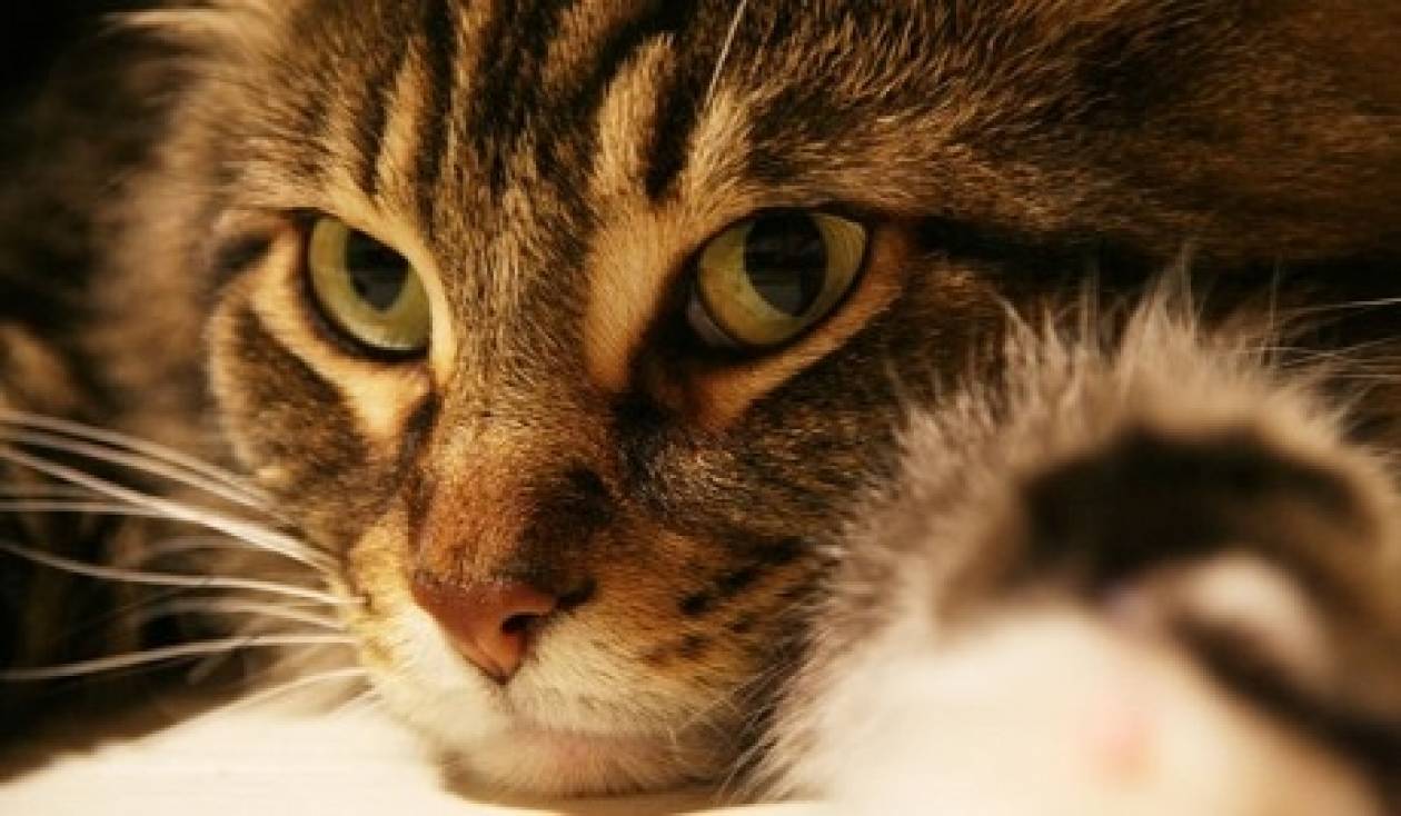 Απίστευτο! Οι κατοικίδιες γάτες απειλούν το οικοσύστημα της Γης