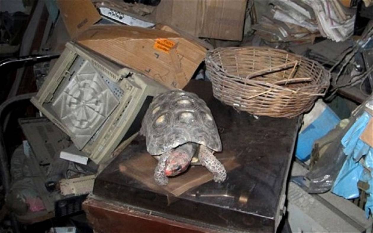 Χελώνα επιβίωσε 30 χρόνια ξεχασμένη σε αποθήκη!