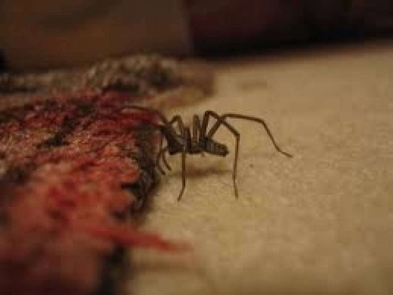 Ήθελε να σκοτώσει μια αράχνη και ανατίναξε το σπίτι της!