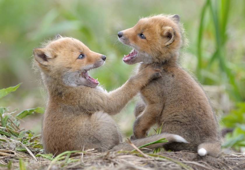 Δείτε την αλεπουδίτσα να παίζει με την μητέρα της!