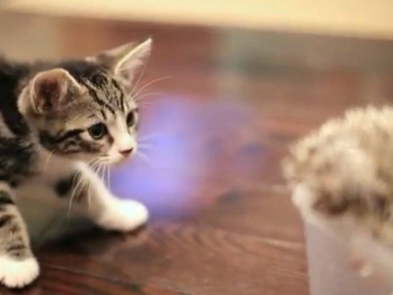 Γλυκό βίντεο: Σκατζόχοιρος και γάτα οι καλύτεροι φίλοι!
