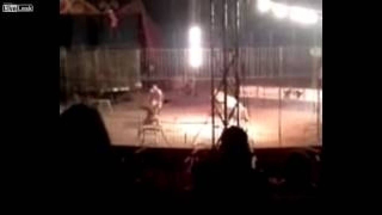 Βίντεο-ΣΟΚ: Τίγρης σε τσίρκο επιτέθηκε και σκότωσε τον εκπαιδευτή της