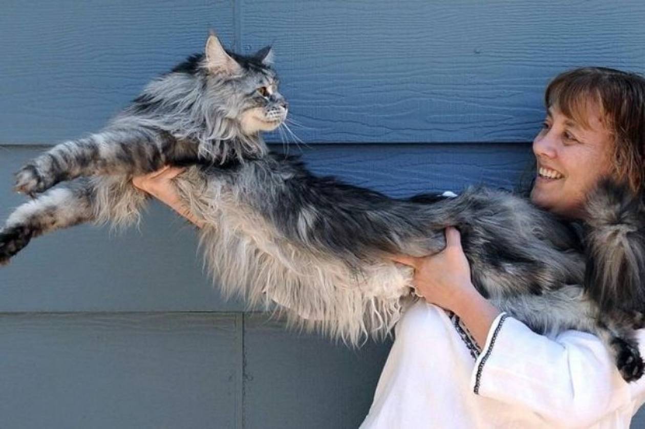 Πέθανε η πιο μακριά γάτα του κόσμου