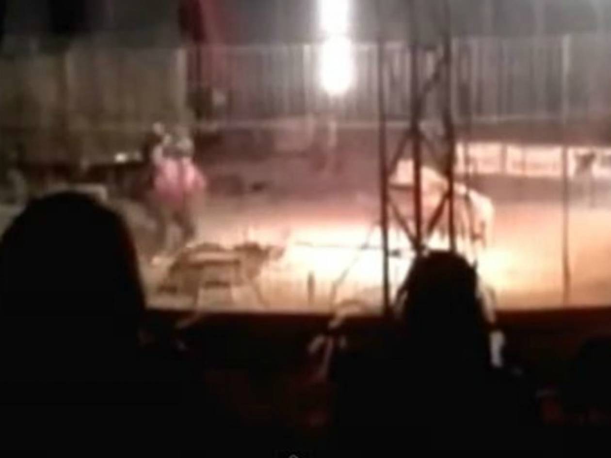 Σοκαριστικό βίντεο: Τίγρης κατασπάραξε εκπαιδευτή σε τσίρκο