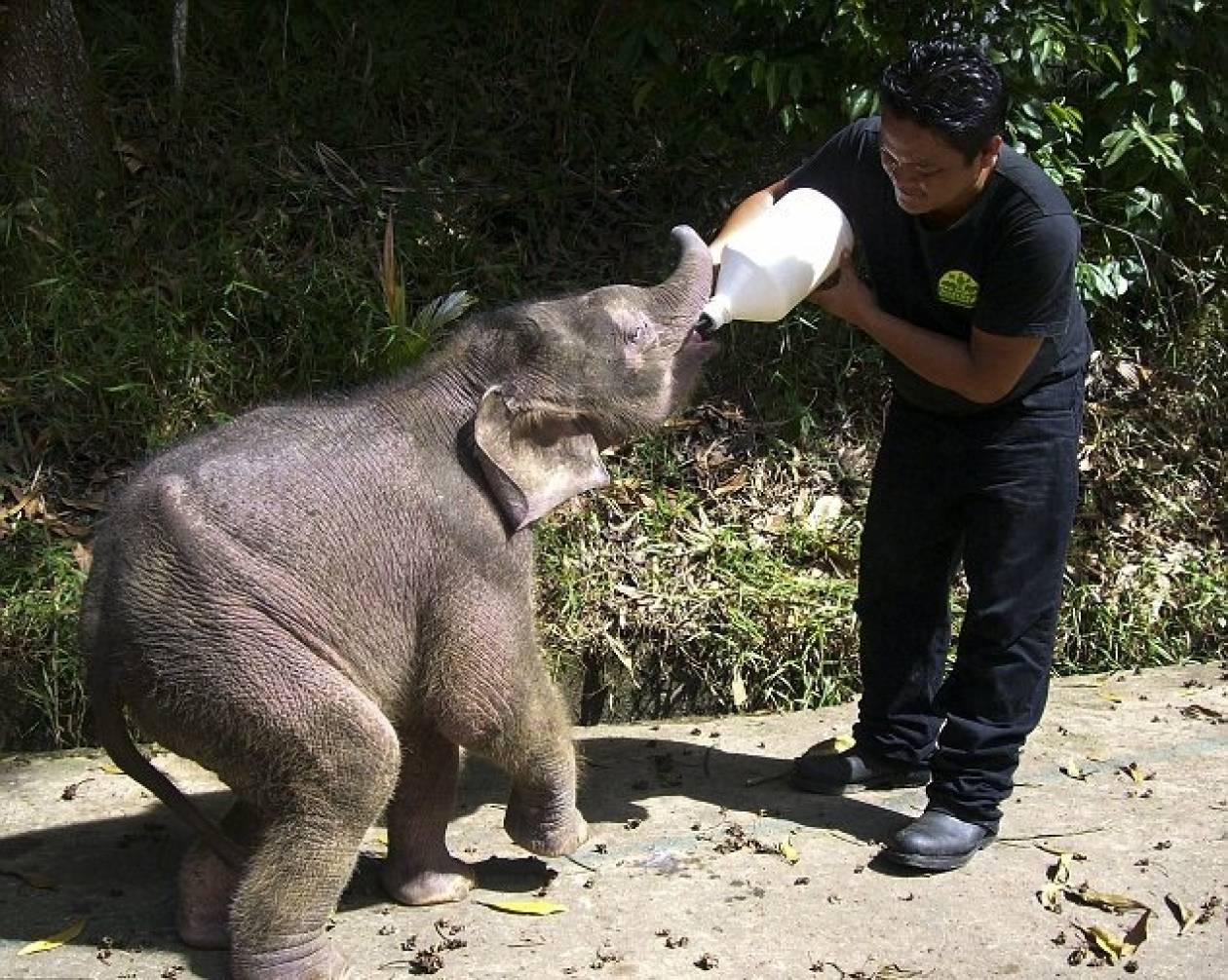 Το ελεφαντάκι που συγκίνησε όλον τον κόσμο βρήκε νέα «μαμά»