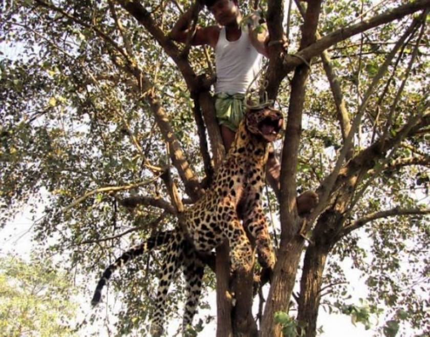 Κρέμασαν λεοπάρδαλη που επιτέθηκε σε ανθρώπους(pics)